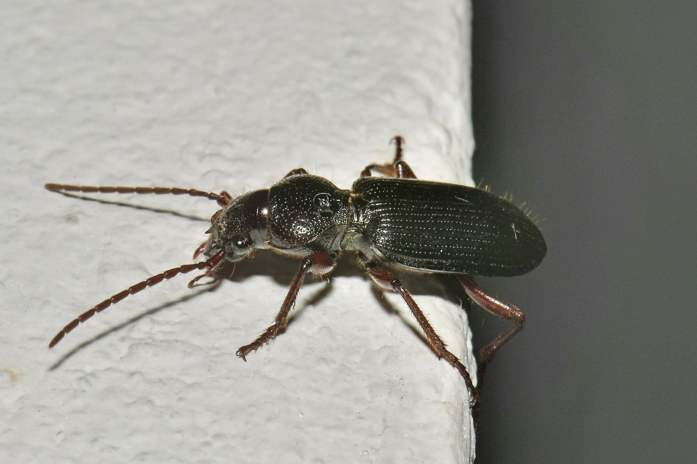 Carabidae: Carterus (Sabienus) tricuspidatus